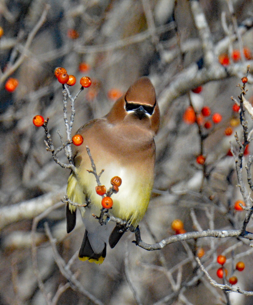 Cedar Waxwing - ML649567450