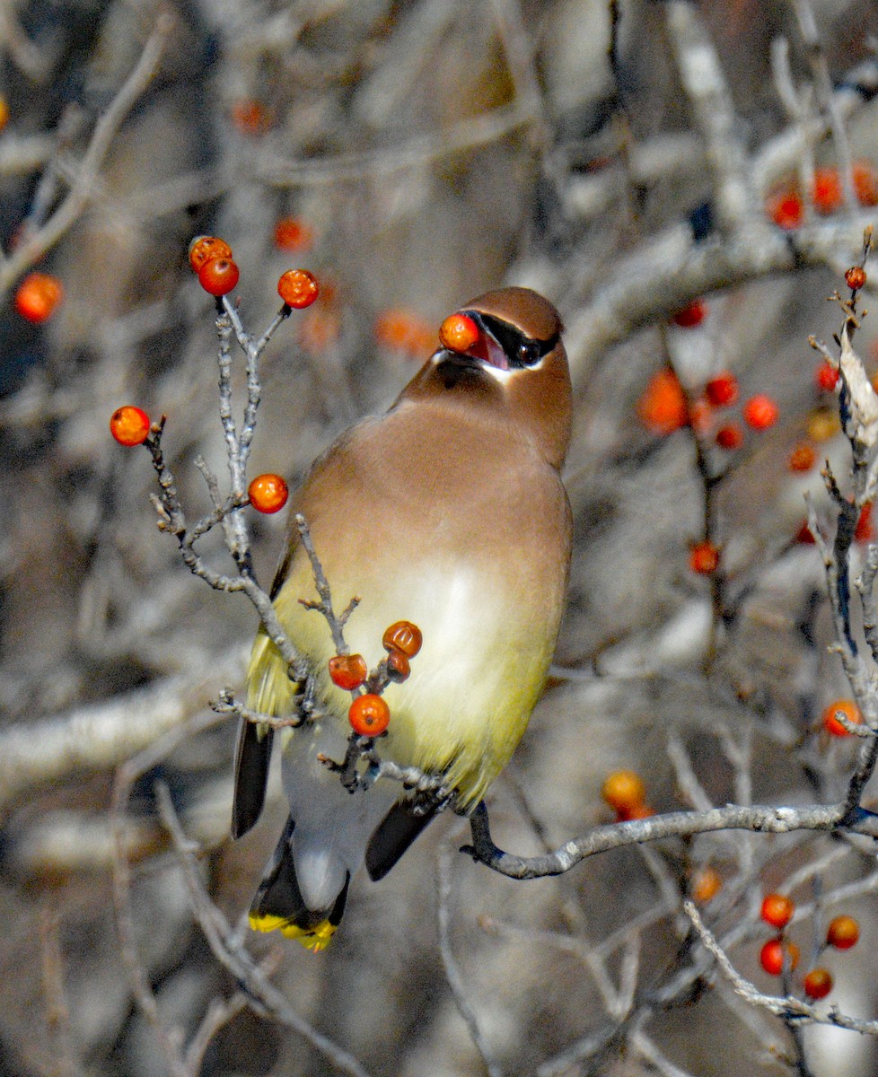 Cedar Waxwing - ML649567451