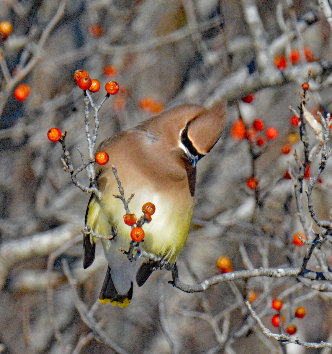 Cedar Waxwing - ML649567452