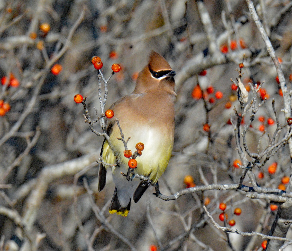 Cedar Waxwing - ML649567453