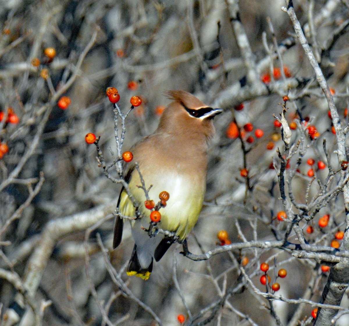 Cedar Waxwing - ML649567454