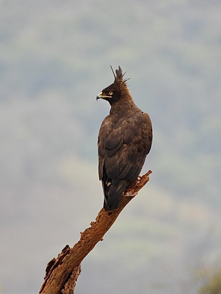 Long-crested Eagle - ML649567455