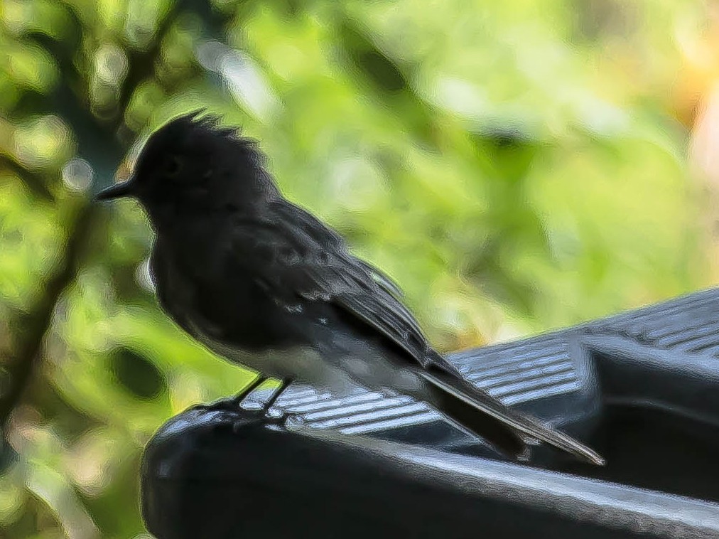 Black Phoebe - ML649567456