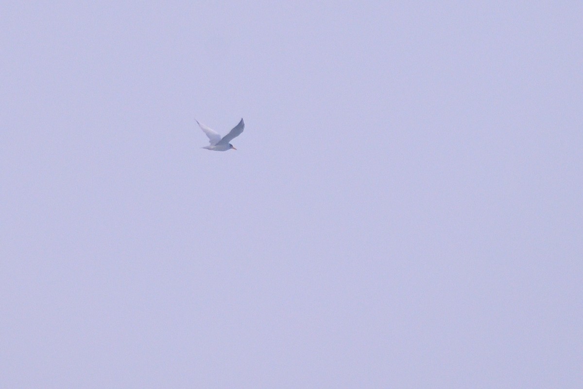 River Tern - ML649567457