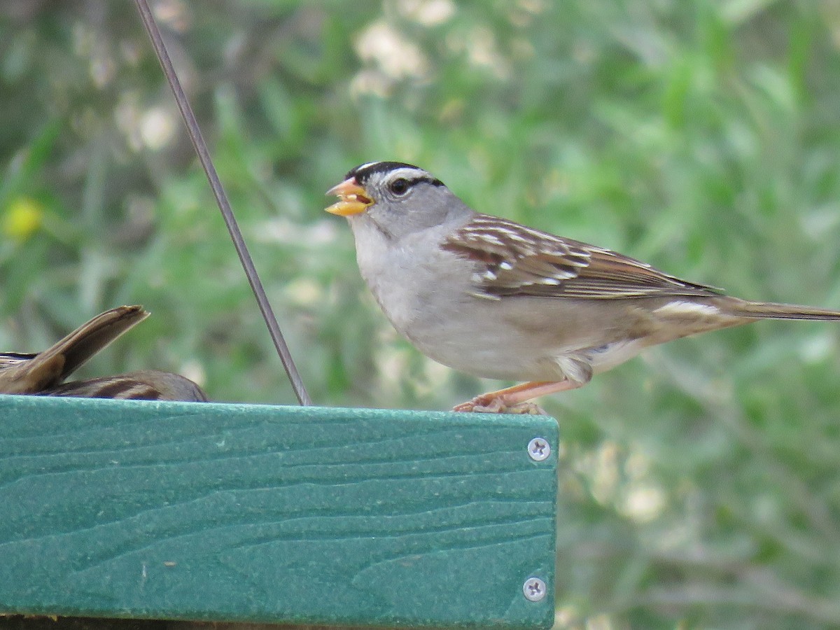 White-crowned Sparrow - ML649567459