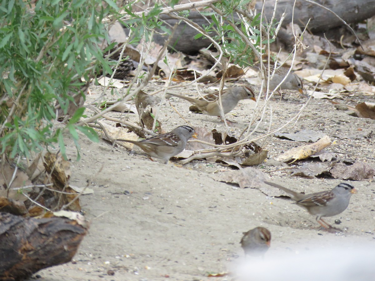 White-crowned Sparrow - ML649567460