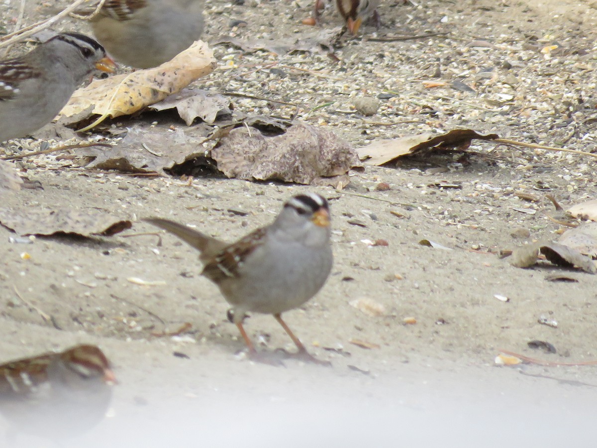 White-crowned Sparrow - ML649567461