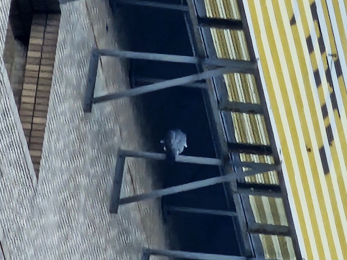 Peregrine Falcon - ML649567462