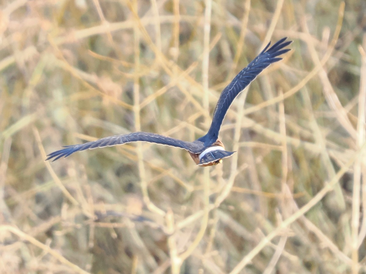 Northern Harrier - ML649567463