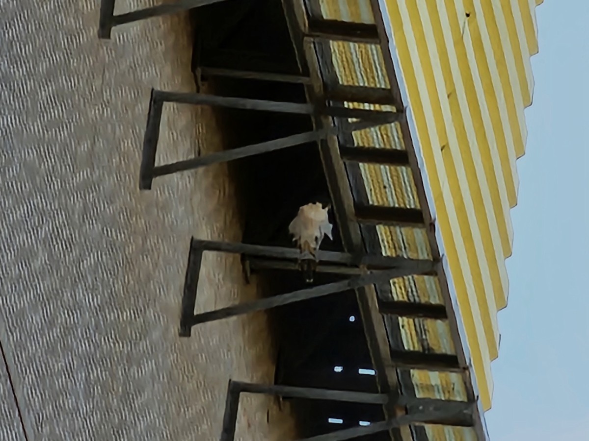 Peregrine Falcon - ML649567468