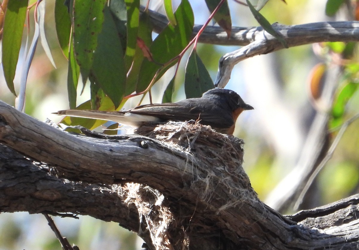 Saten Monark - ML649567684