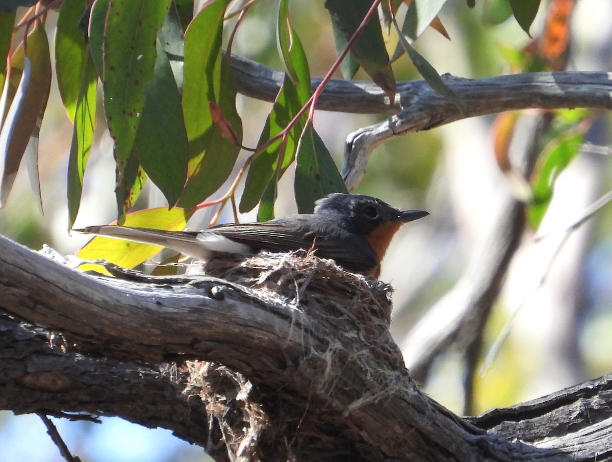 Saten Monark - ML649567685