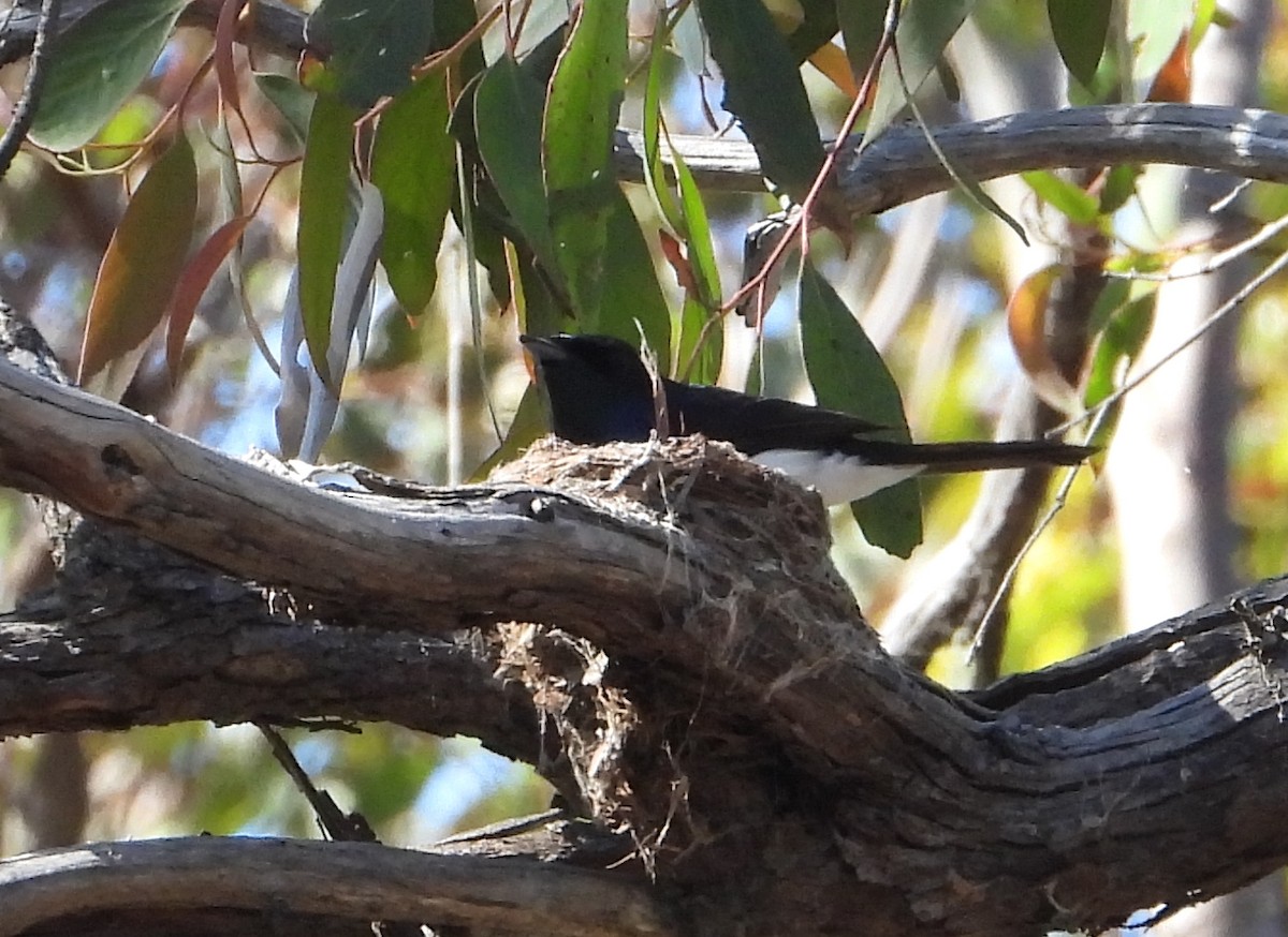 Saten Monark - ML649567687