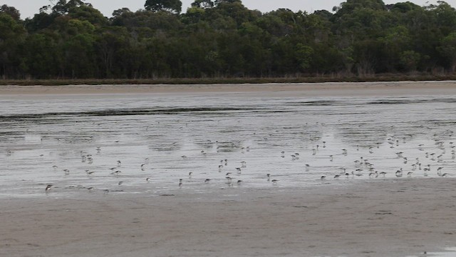 Correlimos Cuellirrojo - ML649568206