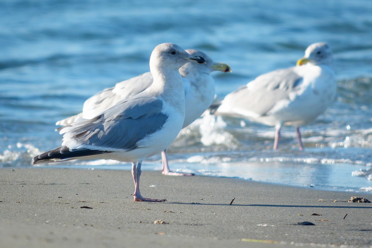 שחף בלתי-מזוהה - ML649568570