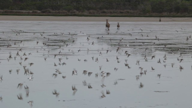 Correlimos Cuellirrojo - ML649568617
