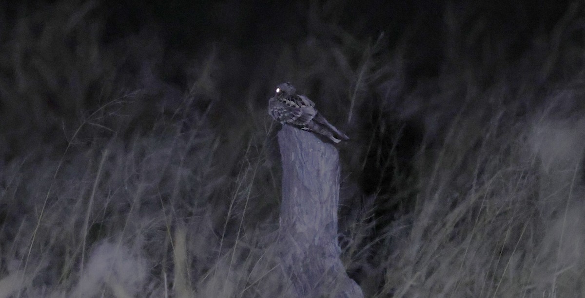 Fiery-necked Nightjar - ML649568633