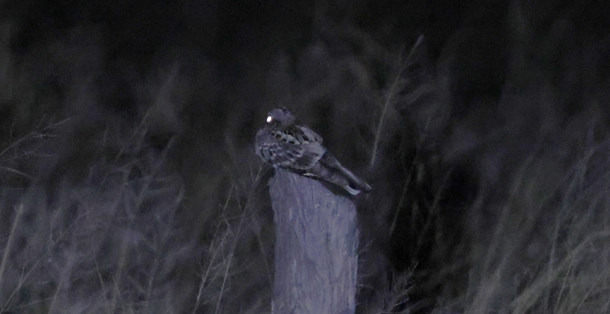 Fiery-necked Nightjar - ML649568634