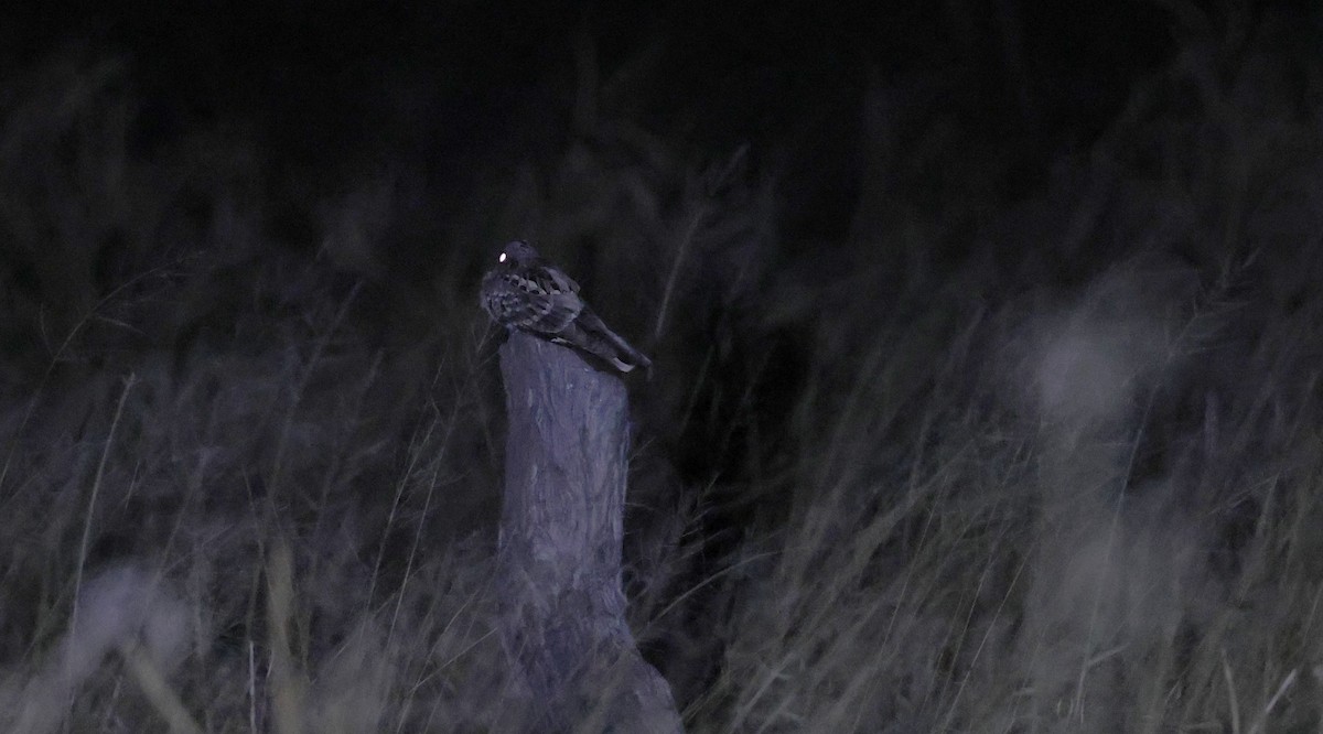 Fiery-necked Nightjar - ML649568635