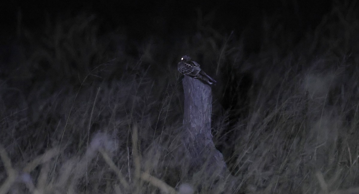Fiery-necked Nightjar - ML649568636