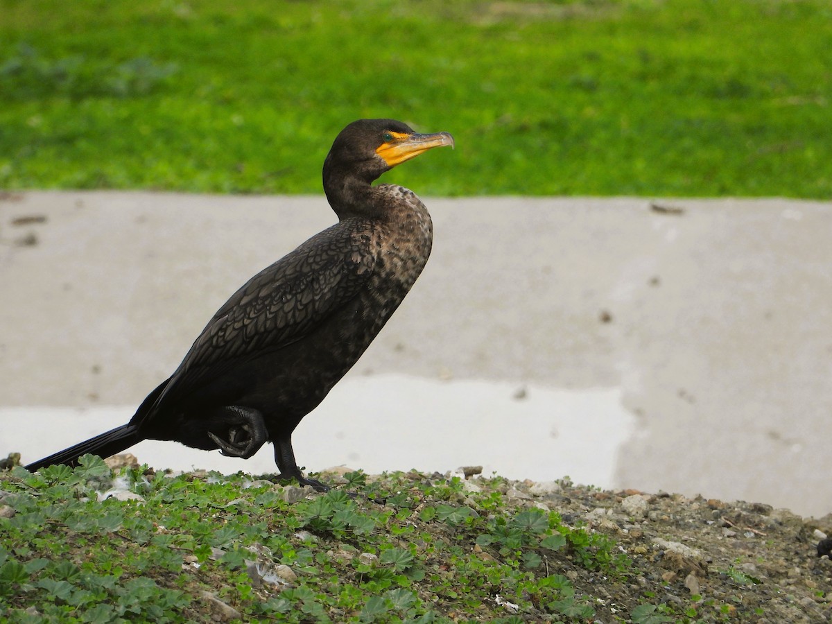 Ушастый баклан - ML649569124