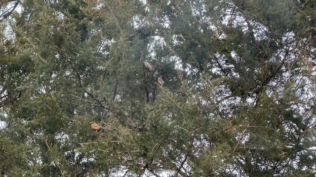 Ampelis Americano - ML649569216