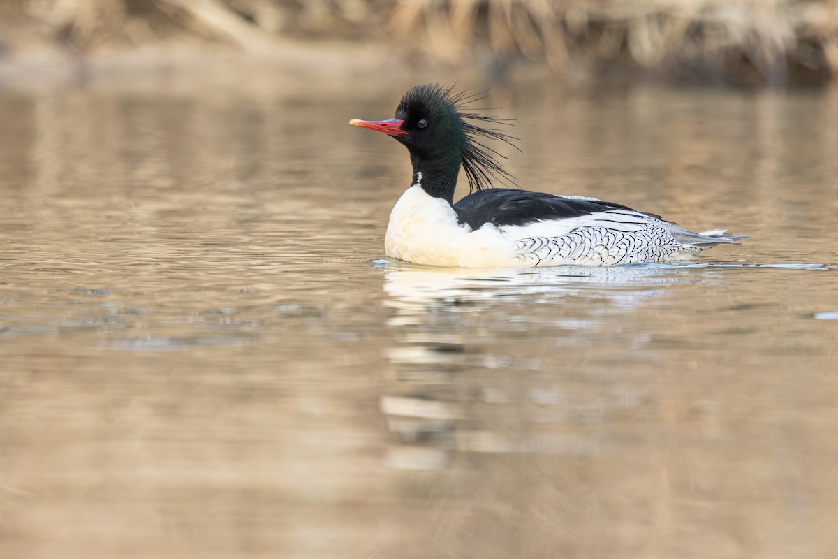 Scaly-sided Merganser - ML649569223