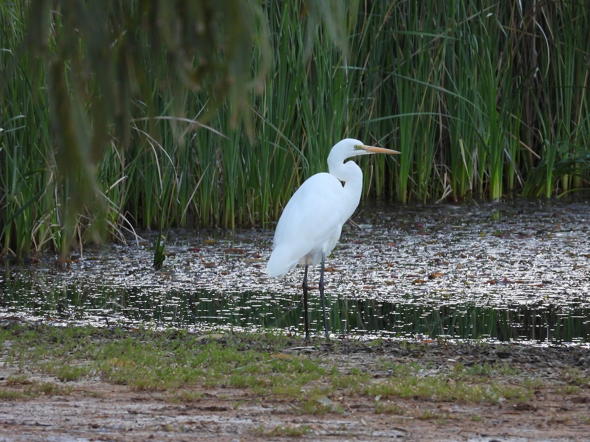 Great Egret - ML649569244