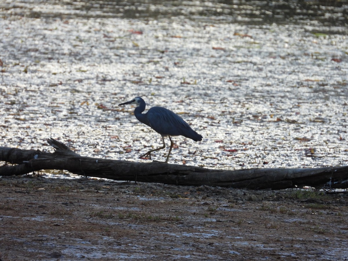 White-faced Heron - ML649569246