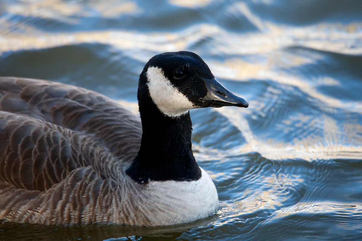 Cackling Goose - ML649569247