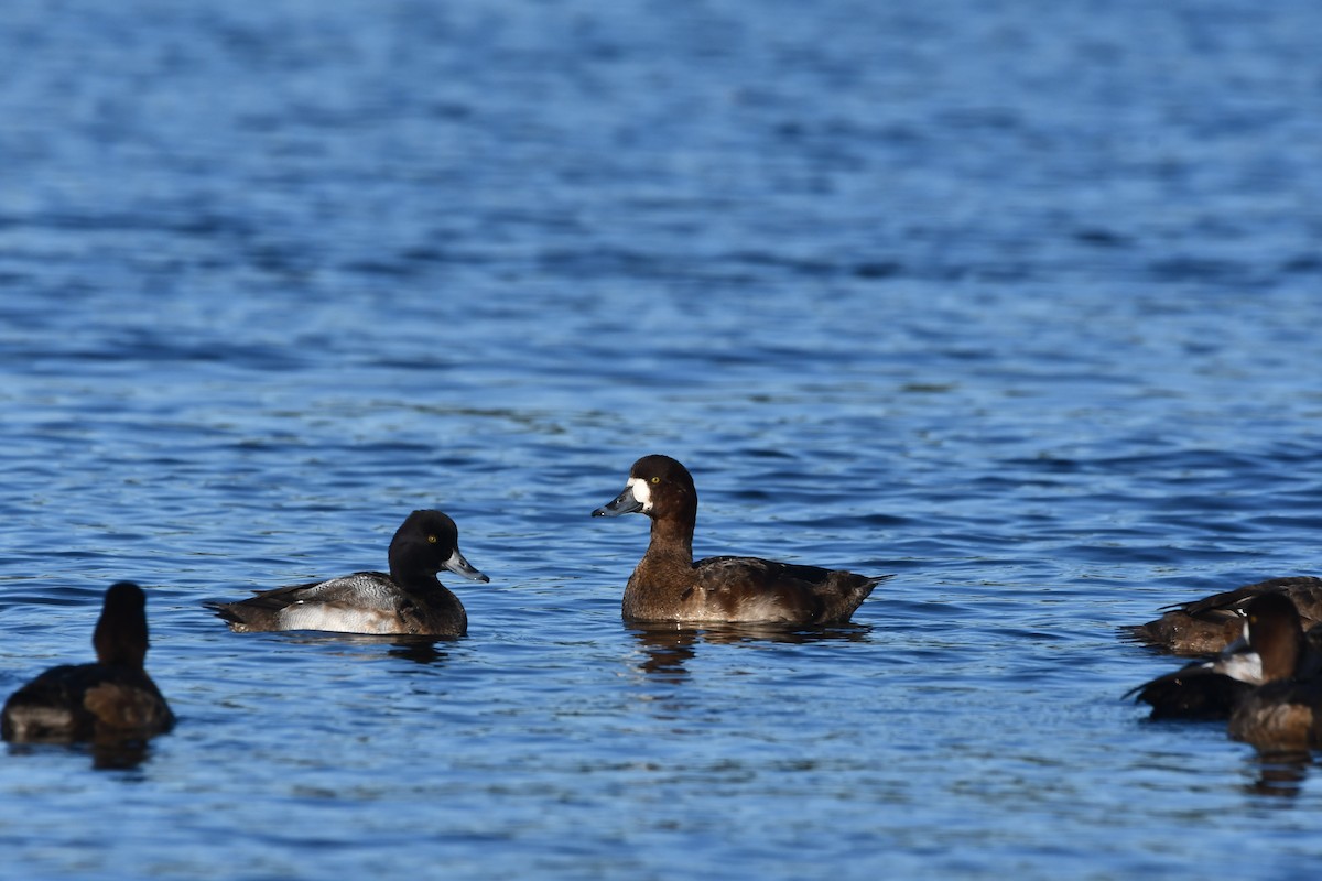 Greater Scaup - ML649569250