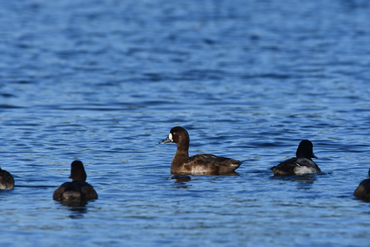 Greater Scaup - ML649569251