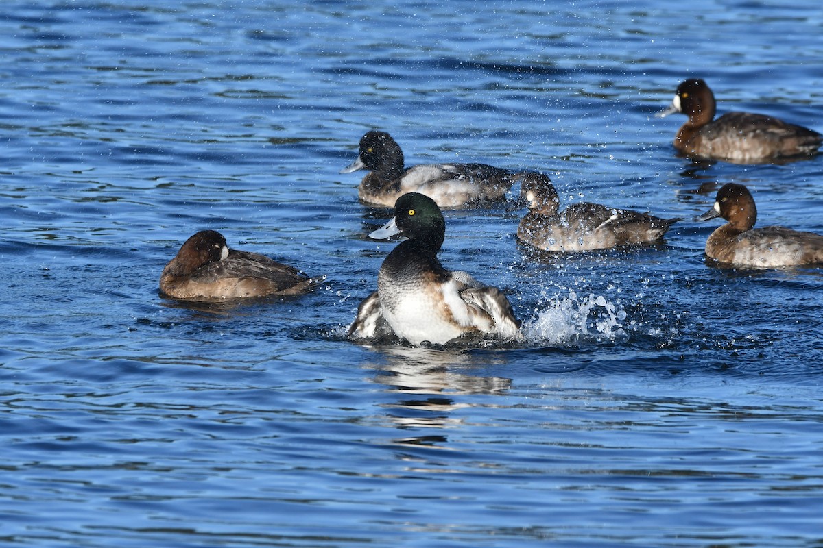 Greater Scaup - ML649569252