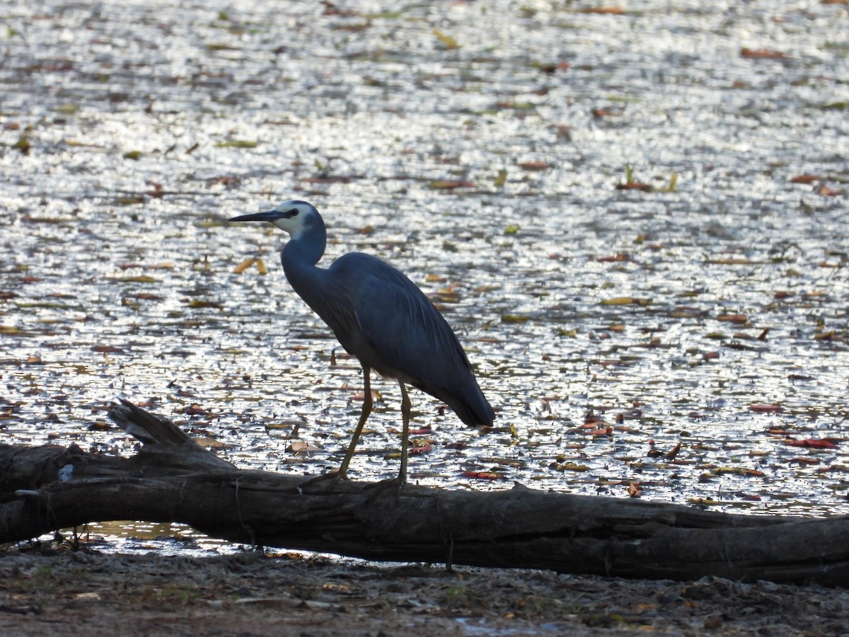 White-faced Heron - ML649569258