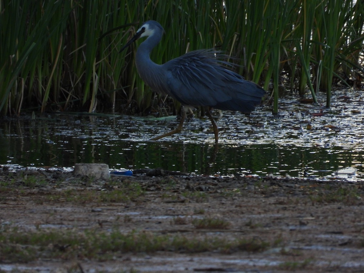 White-faced Heron - ML649569259