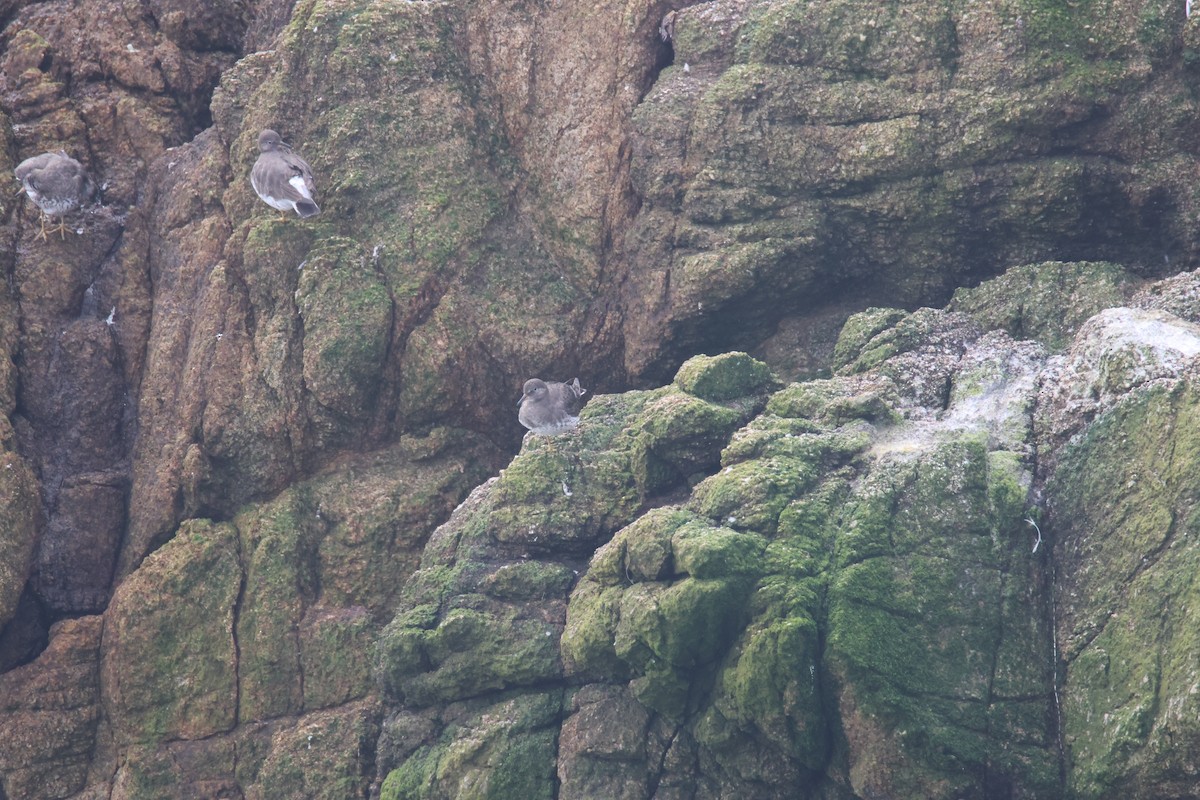 Surfbird - ML649569260