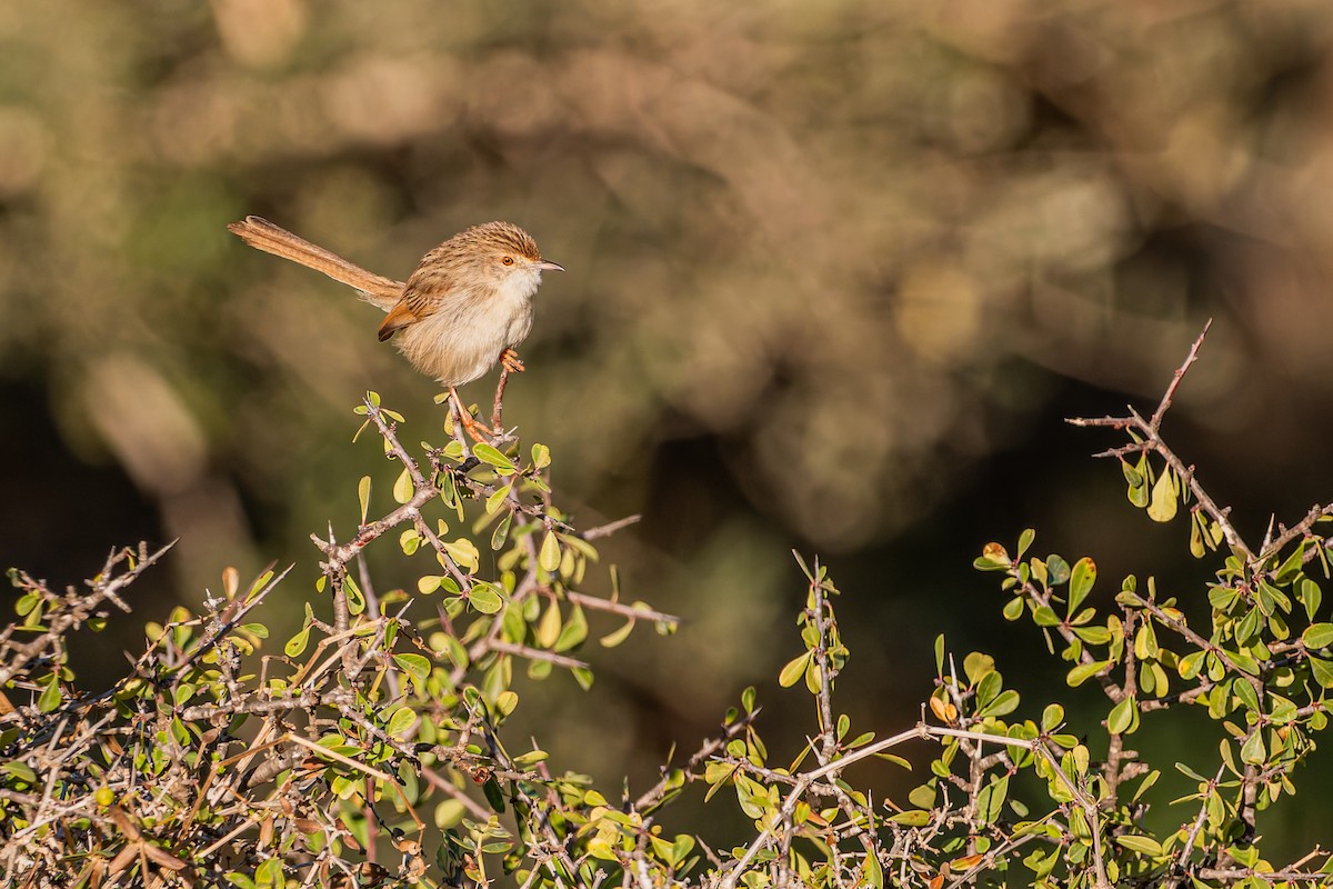 Graceful Prinia - ML649569261