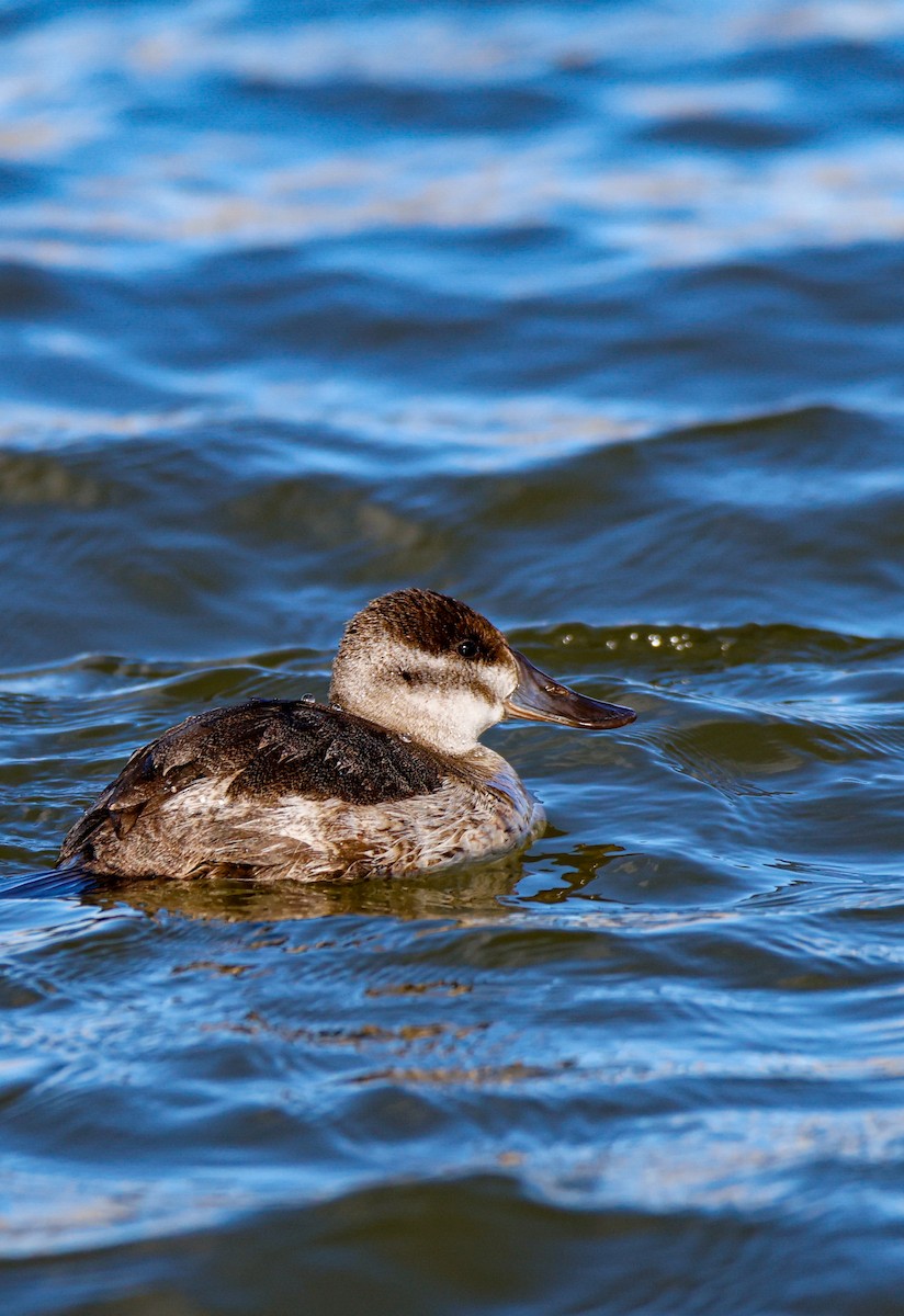 Ruddy Duck - ML649569262