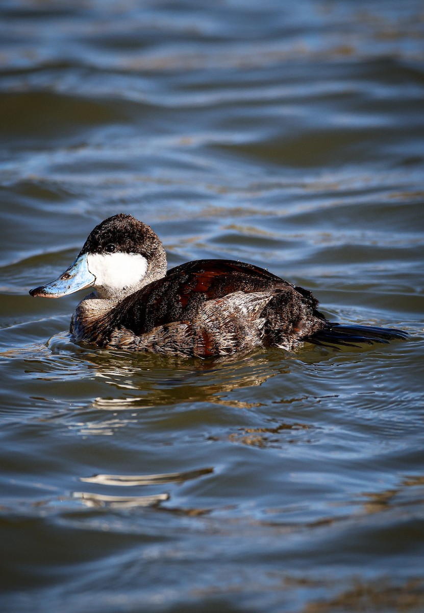 Ruddy Duck - ML649569263