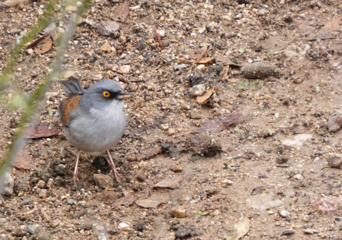 Yellow-eyed Junco - ML649569265