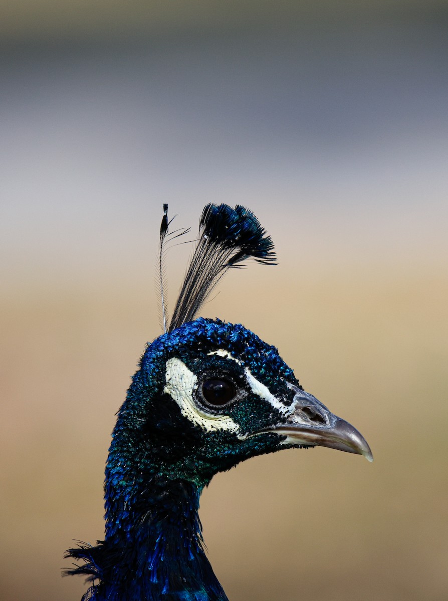Indian Peafowl (Domestic type) - ML649569266