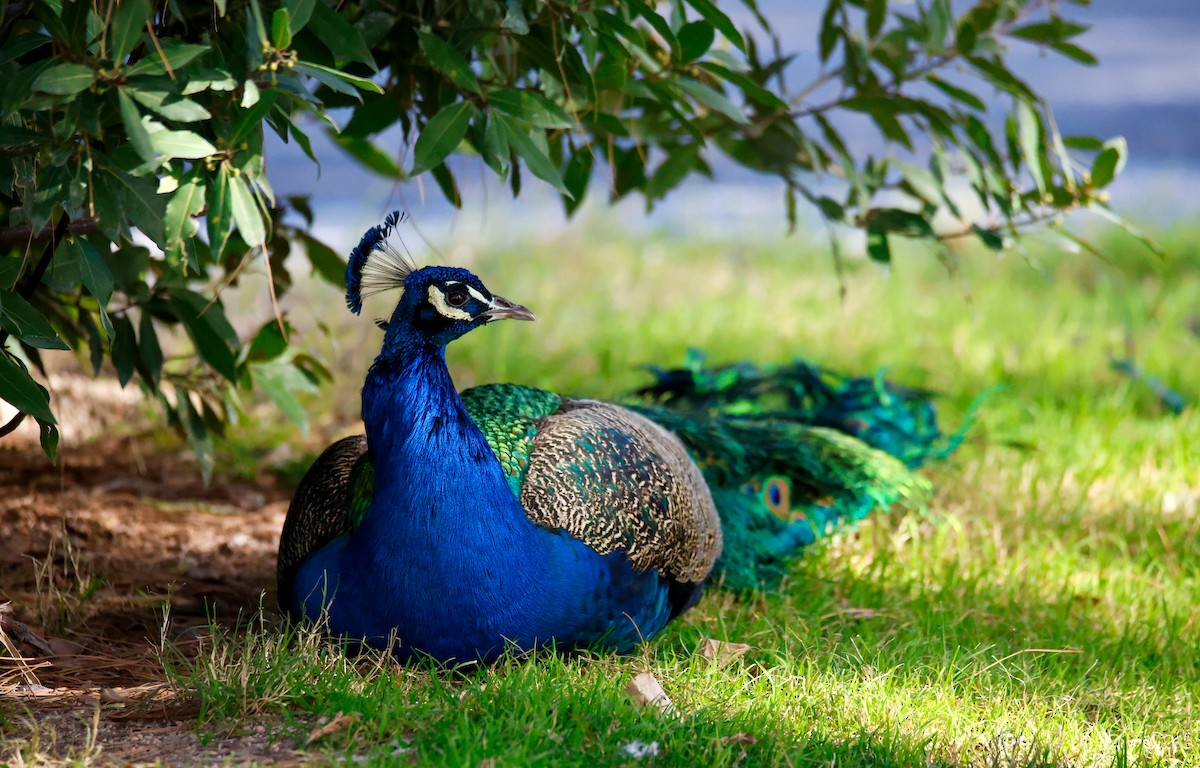 Indian Peafowl (Domestic type) - ML649569267