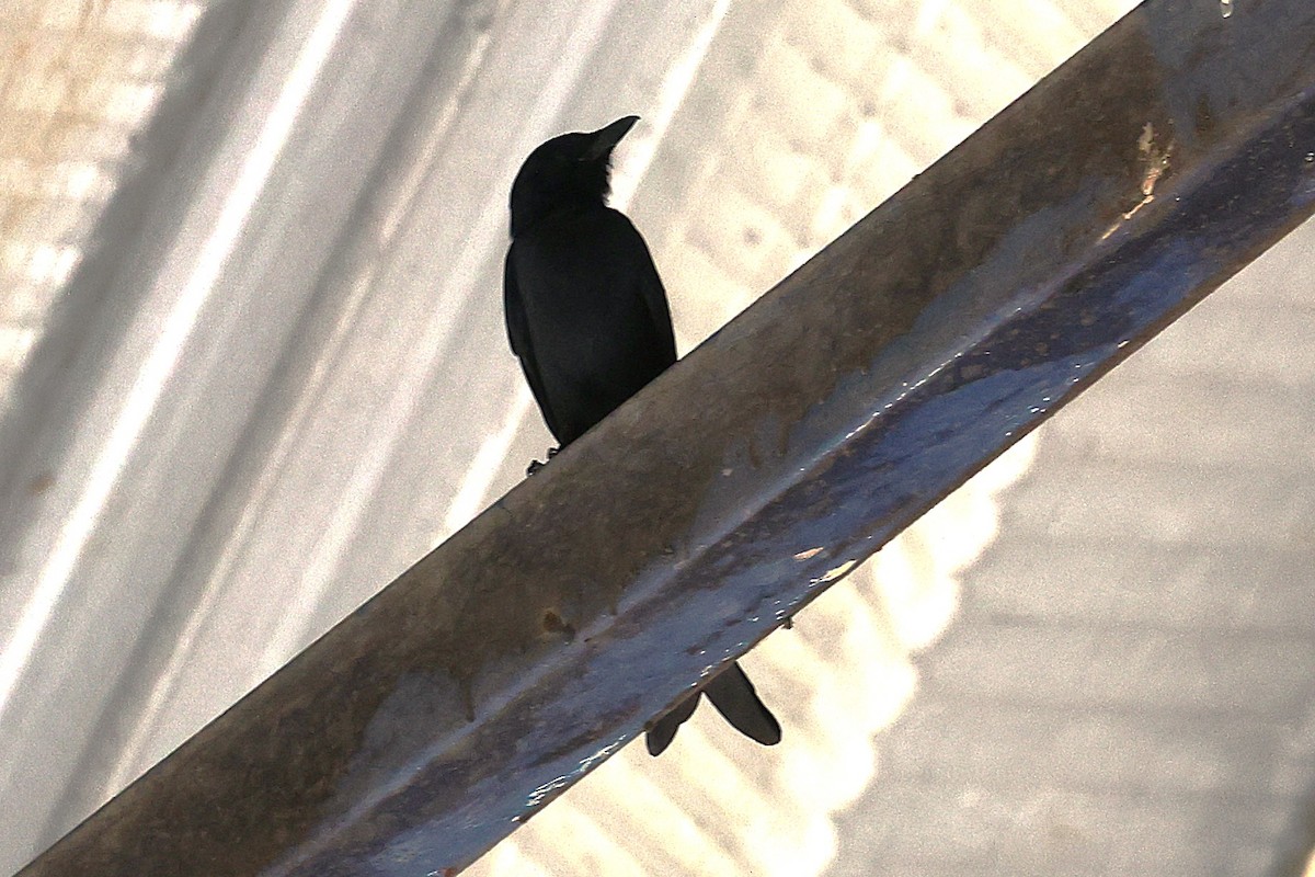 Black Drongo - ML649569268