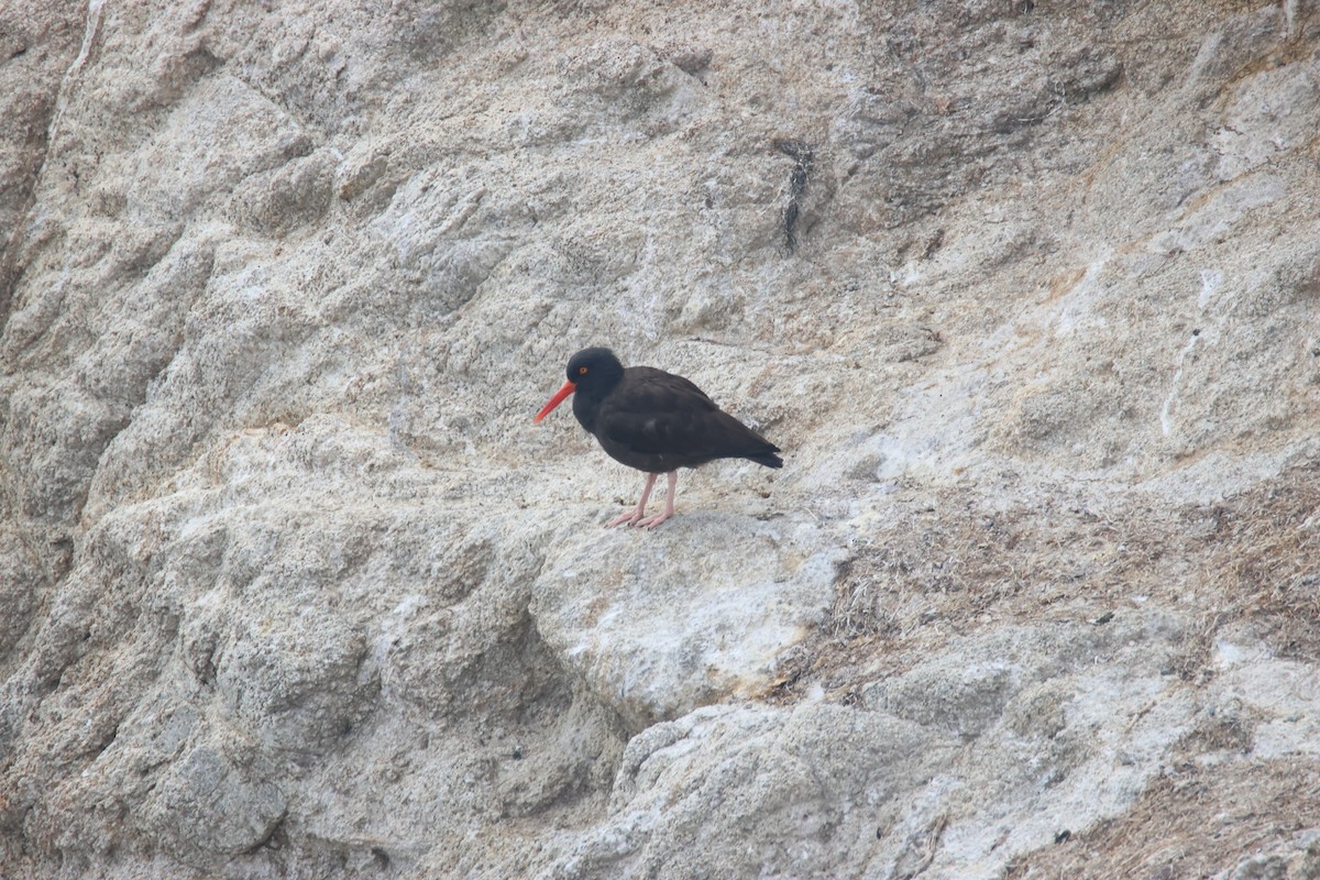 Black Oystercatcher - ML649569269