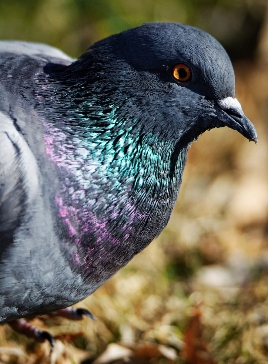 Rock Pigeon (Feral Pigeon) - ML649569270