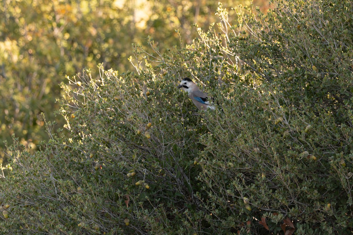 Eurasian Jay - ML649569271
