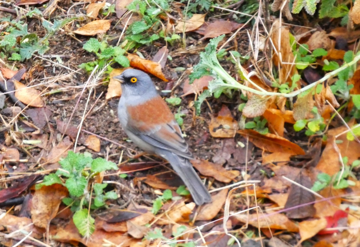 Yellow-eyed Junco - ML649569274