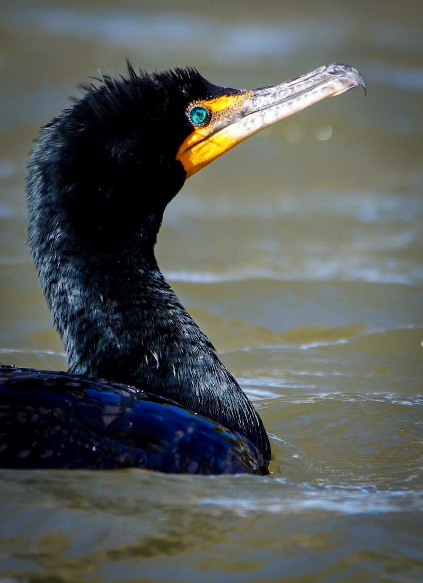 Ушастый баклан - ML649569275