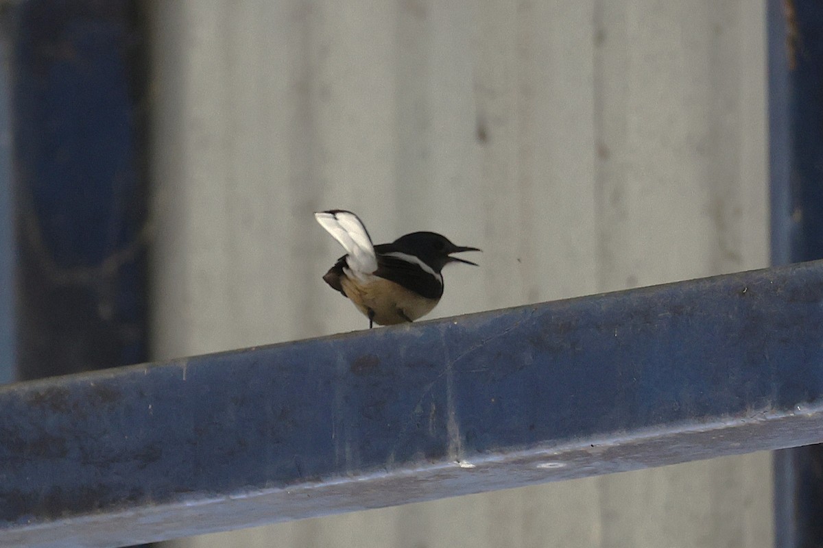 Oriental Magpie-Robin - ML649569276