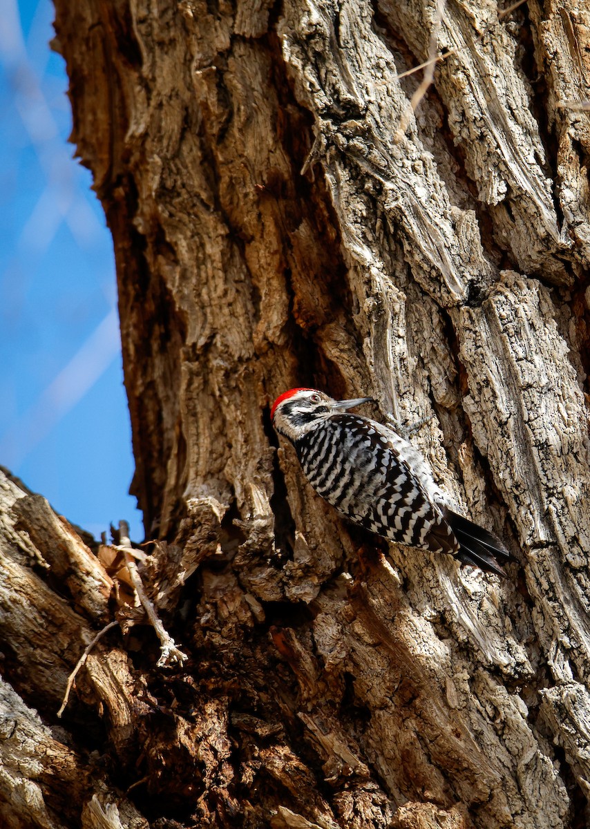Ladder-backed Woodpecker - ML649569277